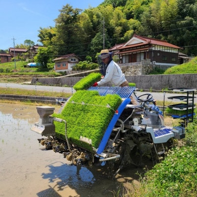 お米 コシヒカリ 精米(10kg)