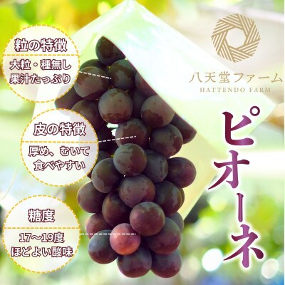 八天堂ぶどう園 ピオーネ 2房 1kg 化粧箱入りノウフクJAS認証 ※8月中旬頃より発送予定