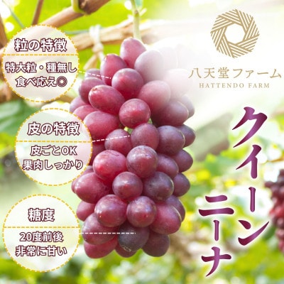 八天堂ぶどう園 高糖度品種 クイーンニーナ 2房 1kg 化粧箱入り ノウフクJAS認証