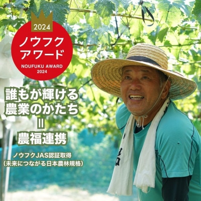 八天堂ぶどう園 クイーンニーナ 2房 900g ノウフクJAS認証 化粧箱入り