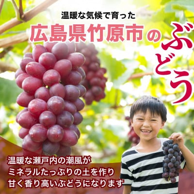 八天堂ぶどう園 高糖度品種 クイーンニーナ 2房 1kg 化粧箱入り ノウフクJAS認証