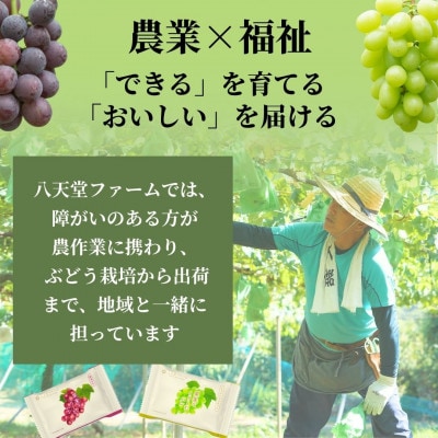 八天堂ファーム 果実なきモチ シャインマスカット 2箱