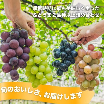 八天堂ぶどう園 おまかせ葡萄詰め合わせ 家庭用 1kg ノウフクJAS認証