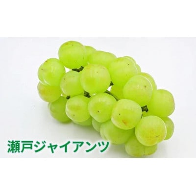 瀬戸ジャイアンツ1房と旬のぶどうの詰め合わせ 約2kg 4～5房セット
