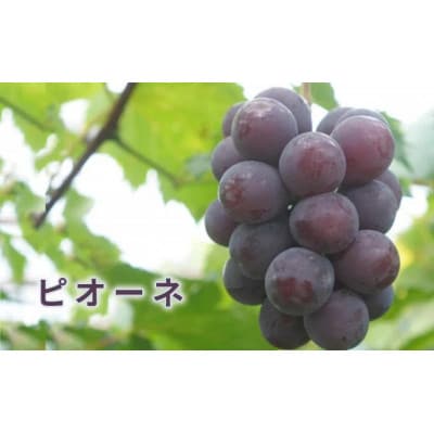 瀬戸ジャイアンツ1房と旬のぶどうの詰め合わせ 約2kg 4～5房セット