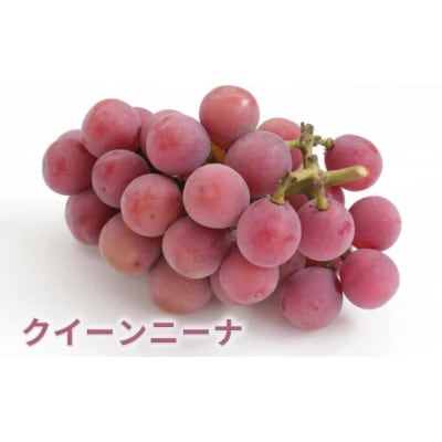 瀬戸ジャイアンツ1房と旬のぶどうの詰め合わせ 約2kg 4～5房セット