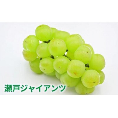 瀬戸ジャイアンツ1房と旬のぶどう1房(約1kg 2房セット)
