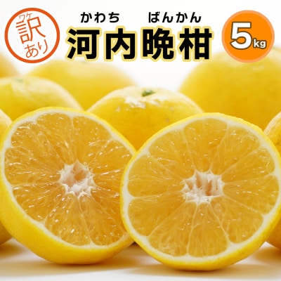 【訳あり】みかん職人の河内晩柑5kg みかん 柑橘 河内晩柑 果物 みかん職人武田屋