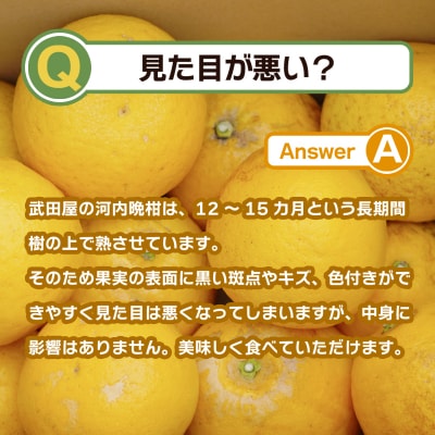 【訳あり】みかん職人の河内晩柑5kg みかん 柑橘 河内晩柑 果物 みかん職人武田屋