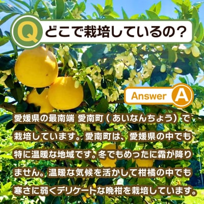 【訳あり】みかん職人の河内晩柑5kg みかん 柑橘 河内晩柑 果物 みかん職人武田屋