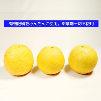 【贈答用】 河内晩柑 (愛南ゴールド)5kg 吉本農園【発送期間: 2024年4月10日～なくなり次