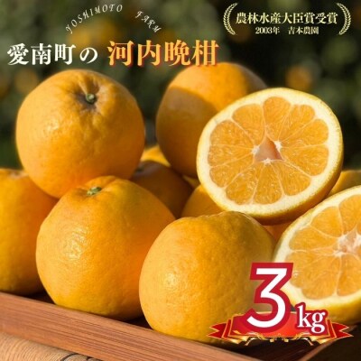 【贈答用】 河内晩柑 (愛南ゴールド)3kg 吉本農園【発送期間: 2024年4月10日～】