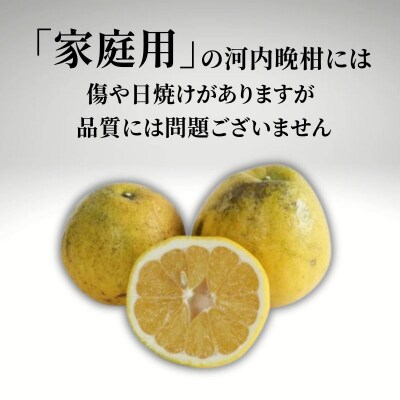 【家庭用】河内晩柑 (愛南ゴールド)3kg  吉本農園 愛媛県 愛南町