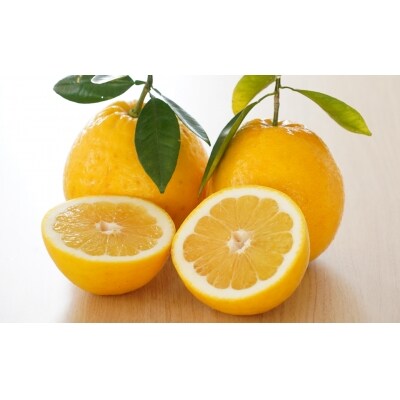 贈答用 河内晩柑 4kg(2Lサイズ) みかん の山祥 愛南町 愛媛県