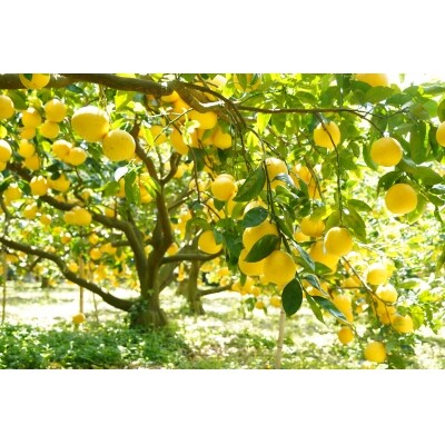 贈答用 河内晩柑 4kg(2Lサイズ) みかん の山祥 愛南町 愛媛県