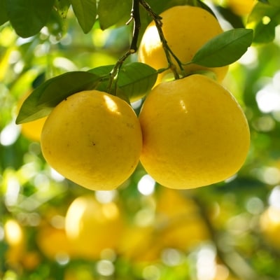 数量限定 先行受付 贈答用 河内晩柑 8kg ( 2L サイズ ) みかん の山祥 愛南町 愛媛県