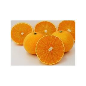 みかん 人気特産品おすすめランキング 週間 ふるさと納税サイト さとふる