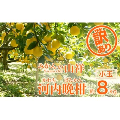 【訳あり】みかんの山祥が贈る　樹齢25年以上の河内晩柑　小玉8kg(SサイズMサイズ混在)