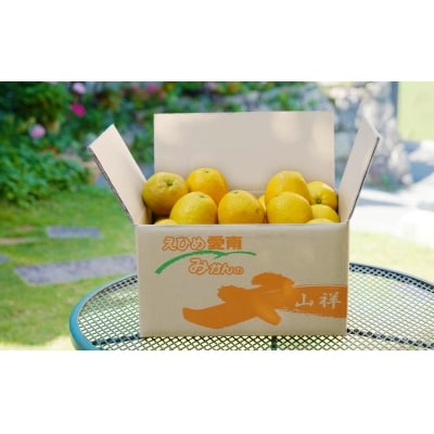 数量限定 先行受付 河内晩柑 樹齢 25年以上 小玉 8kg みかんの山祥 愛南町 愛媛県