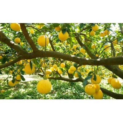 数量限定 先行受付 河内晩柑 樹齢 25年以上 小玉 8kg みかんの山祥 愛南町 愛媛県