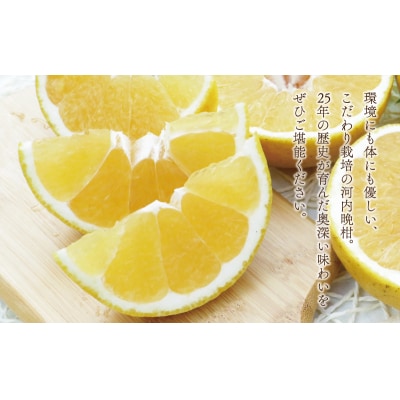 数量限定 先行受付 河内晩柑 樹齢 25年以上 小玉 8kg みかんの山祥 愛南町 愛媛県