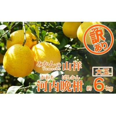 【訳あり】みかんの山祥が贈る　樹齢25年以上の河内晩柑　大玉6kg(2L以上)