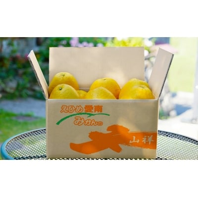 数量限定 先行受付 河内晩柑 樹齢 25年以上 大玉 6kg みかんの山祥 愛南町 愛媛県