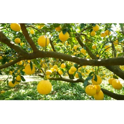 【訳あり】みかんの山祥が贈る　樹齢25年以上の河内晩柑　大玉6kg(2L以上)