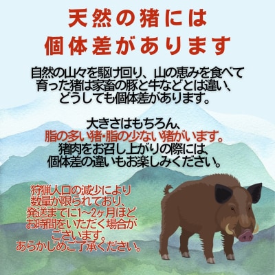 猪 肩 ロース 肉 500g いのしし イノシシ ジビエ 愛媛県 愛南町 愛南ジビエ(5個/月限定)