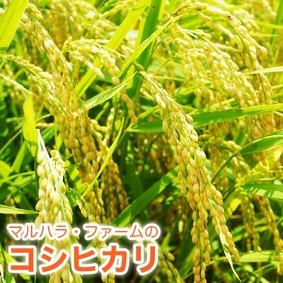 令和3年　マルハラファームのコシヒカリ5kg