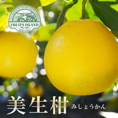 先行受付【贈答用】美生柑(みしょうかん)「愛南産の河内晩柑」約7.5キロ入り(18個~22個)