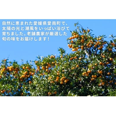 【贈答用】清家ばんかんビレッジの愛媛みかん5kg