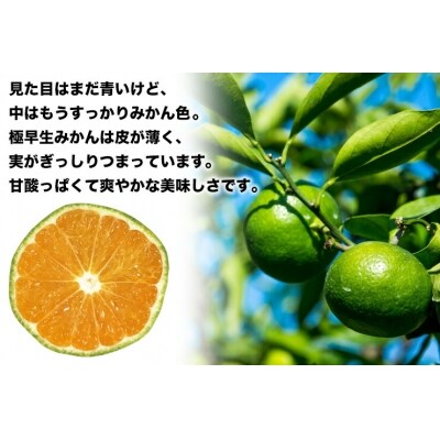 清家ばんかんビレッジの極早生みかん2.5kg