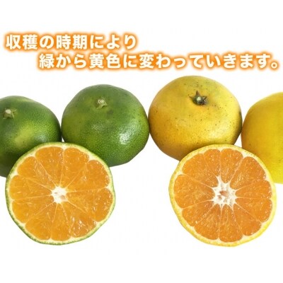 清家ばんかんビレッジの極早生みかん2.5kg