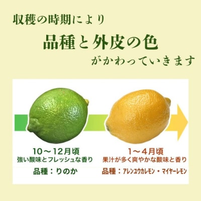 清家ばんかんビレッジの愛南町産レモン5kg