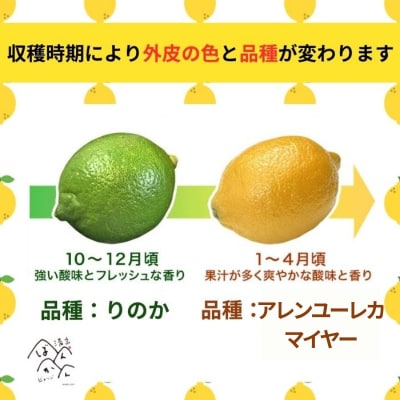 訳あり 国産 レモン 5kg 皮 まで 安心 愛媛県 愛南町 清家ばんかんビレッジ
