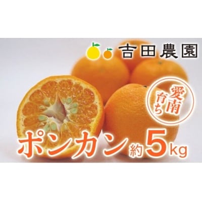 【高評価★4.7】 数量限定 順次発送 ポンカン 5kg みかん 吉田農園 愛南町 愛媛県