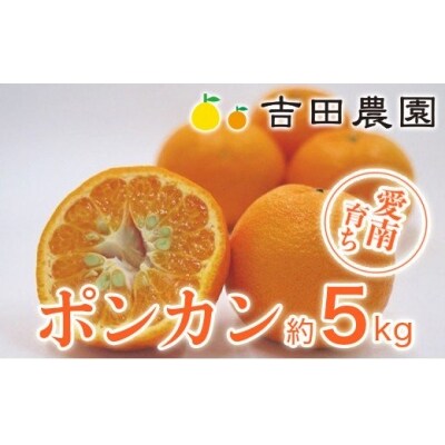 【先行予約】 【高評価★4.7】 数量限定  ポンカン 5kg みかん 吉田農園 愛南町 愛媛県