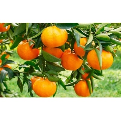 【高評価★4.7】 数量限定 順次発送 ポンカン 5kg みかん 吉田農園 愛南町 愛媛県