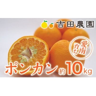 【先行予約】【高評価★5】 数量限定 先行受付 ポンカン 10kg みかん 吉田農園 愛南町 愛媛県