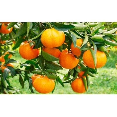 【高評価★5】 数量限定 先行受付 ポンカン 10kg みかん 吉田農園 愛南町 愛媛県