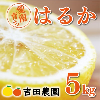 数量限定 先行受付 はるか 5kg みかん 国産 吉田農園 愛南町 愛媛県