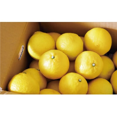 【高評価★5】 数量限定 先行受付 はるか 5kg みかん 吉田農園 愛南町 愛媛県