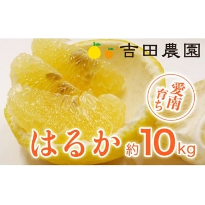 先行受付 愛南育ち 吉田農園 はるか 約10kg