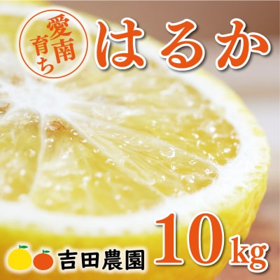 数量限定 先行受付 はるか 10kg みかん 国産 吉田農園 愛南町 愛媛県