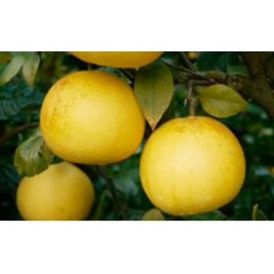 【高評価★5】 数量限定 先行受付 土佐文旦 4kg 吉田農園 愛南町 愛媛県