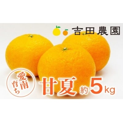 数量限定 先行受付 甘夏 5kg みかん あまなつ 柑橘 蜜柑 吉田農園 愛南町 愛媛県