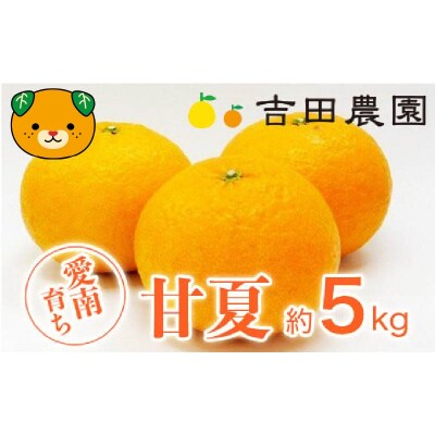 【高評価★4.6】 数量限定 先行受付 甘夏 5kg みかん あまなつ 吉田農園 愛南町 愛媛県