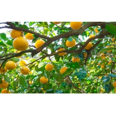 【高評価★4.6】 数量限定 先行受付 甘夏 5kg みかん あまなつ 吉田農園 愛南町 愛媛県