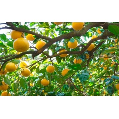 【高評価★4.6】 数量限定 先行受付 甘夏 5kg みかん あまなつ 吉田農園 愛南町 愛媛県